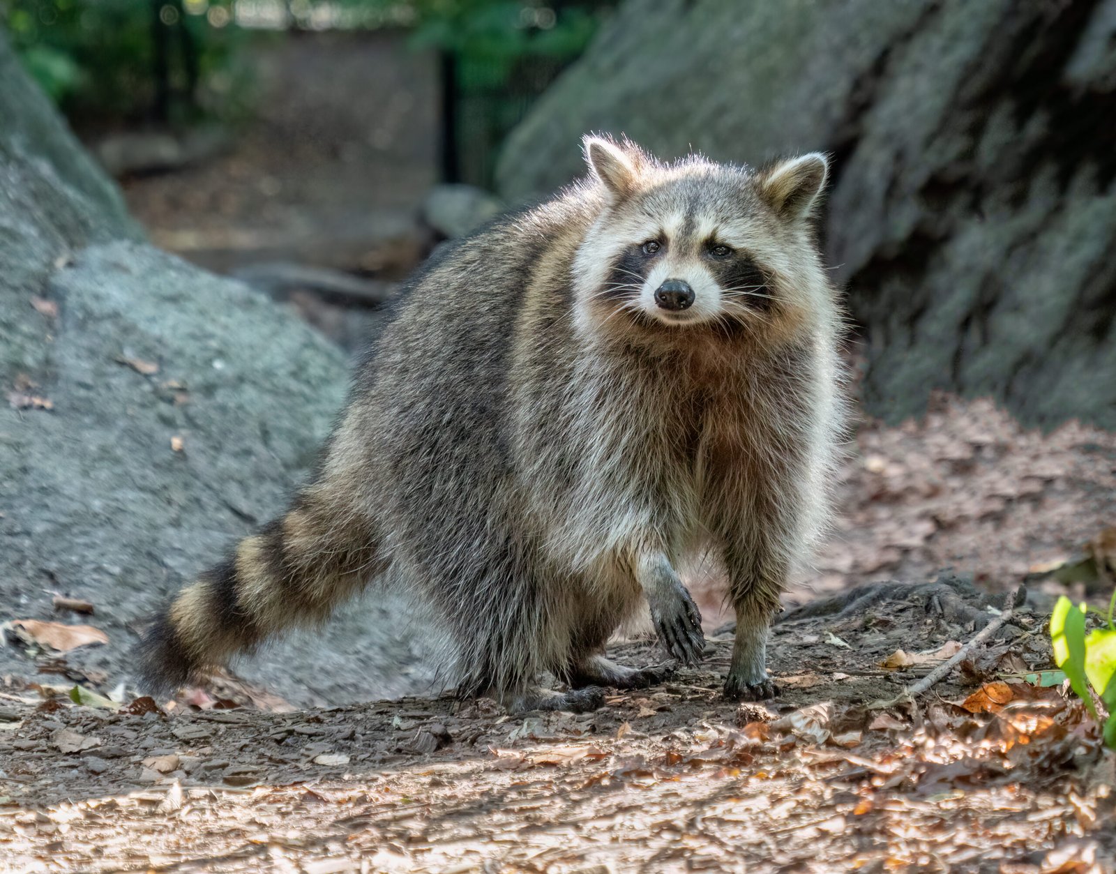 Raccoon, one of the primary wildlife species linked to the CDC rabies exposure advisory